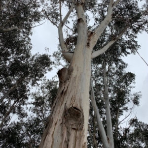 Eucalyptus globulus subsp. bicostata at Red Hill to Yarralumla Creek - 1 Dec 2019 04:06 PM