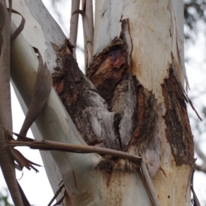 Eucalyptus globulus subsp. bicostata at Red Hill to Yarralumla Creek - 1 Dec 2019 04:06 PM