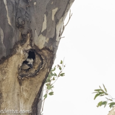 Dacelo novaeguineae (Laughing Kookaburra) at Garran, ACT - 29 Nov 2019 by BIrdsinCanberra