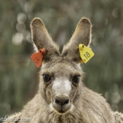 Macropus giganteus (Eastern Grey Kangaroo) at Garran, ACT - 30 Nov 2019 by JonSteinbeck