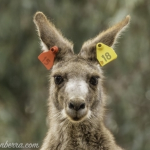 Macropus giganteus at Garran, ACT - 30 Nov 2019 07:49 AM