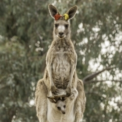 Macropus giganteus at Garran, ACT - 30 Nov 2019 07:49 AM