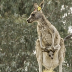 Macropus giganteus at Garran, ACT - 30 Nov 2019 07:49 AM