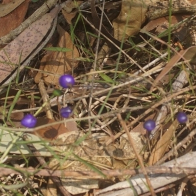 Oplismenus hirtellus at Berry, NSW - 27 Nov 2019 by gerringongTB