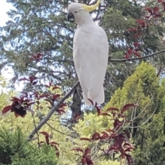 Cacatua galerita (Sulphur-crested Cockatoo) at Aranda, ACT - 7 Dec 2019 by Jubeyjubes