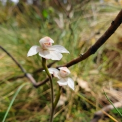 Caladenia alpina (Mountain Caps) at Bimberi Nature Reserve - 7 Dec 2019 by shoko