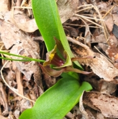 Chiloglottis valida (Large Bird Orchid) at Cotter River, ACT - 7 Dec 2019 by shoko