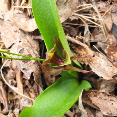 Chiloglottis valida (Large Bird Orchid) at Cotter River, ACT - 7 Dec 2019 by shoko