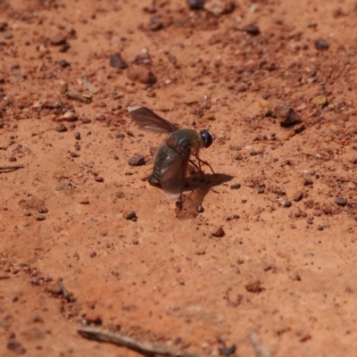 Comptosia stria (A bee fly) at Campbell Park Woodland - 7 Dec 2019 by DPRees125