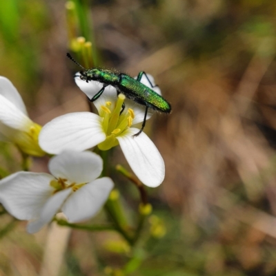 Eleale aspera (Clerid beetle) at Cotter River, ACT - 6 Dec 2019 by shoko