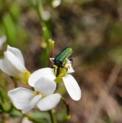 Eleale aspera at Cotter River, ACT - 7 Dec 2019 09:59 AM