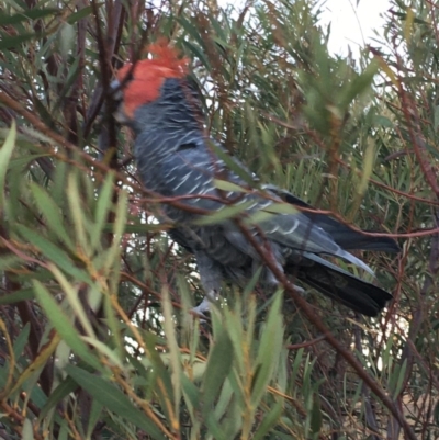 Callocephalon fimbriatum (Gang-gang Cockatoo) at Deakin, ACT - 7 Dec 2019 by KL