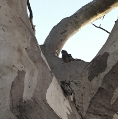 Callocephalon fimbriatum (Gang-gang Cockatoo) at Deakin, ACT - 7 Dec 2019 by KL