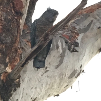 Callocephalon fimbriatum (Gang-gang Cockatoo) at GG52 - 7 Dec 2019 by KL