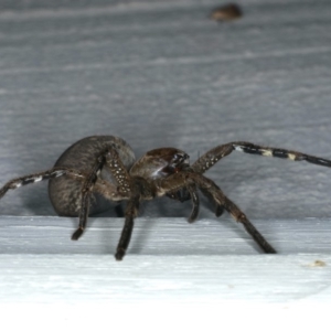 Neosparassus calligaster at Ainslie, ACT - 6 Dec 2019 09:43 PM