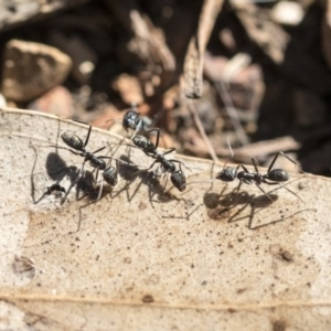 Iridomyrmex mayri at Point 5826 - 25 Aug 2019