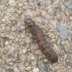 Noctuidae unclassified IMMATURE moth at Higgins, ACT - 6 Sep 2019