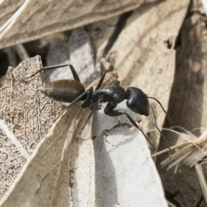 Camponotus aeneopilosus at Scullin, ACT - 6 Sep 2019 10:45 AM