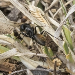 Camponotus aeneopilosus at Scullin, ACT - 6 Sep 2019