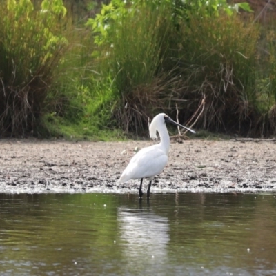 Platalea regia (Royal Spoonbill) at Giralang Wetlands - 7 Dec 2019 by Tammy