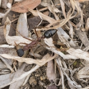 Myrmecia nigriceps at Scullin, ACT - 6 Sep 2019 10:51 AM