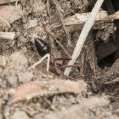 Myrmecia nigriceps at Scullin, ACT - 6 Sep 2019