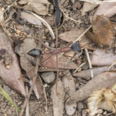 Myrmecia nigriceps at Scullin, ACT - 6 Sep 2019 10:51 AM