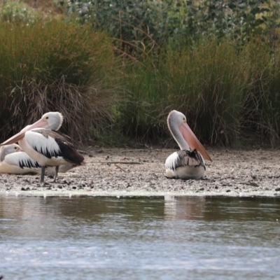 Pelecanus conspicillatus (Australian Pelican) at Giralang Wetlands - 7 Dec 2019 by Tammy