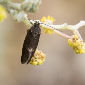 Leistomorpha brontoscopa at Higgins, ACT - 6 Sep 2019