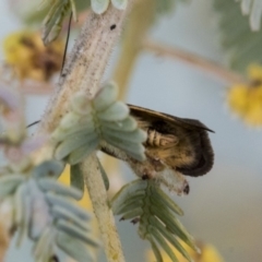 Leistomorpha brontoscopa at Higgins, ACT - 6 Sep 2019