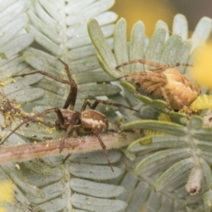 Araneinae (subfamily) at Higgins, ACT - 6 Sep 2019