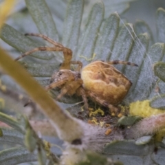 Araneinae (subfamily) at Higgins, ACT - 6 Sep 2019