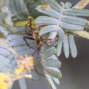 Araneinae (subfamily) at Higgins, ACT - 6 Sep 2019 11:55 AM