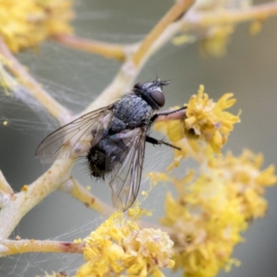 Tachinidae (family) (Unidentified Bristle fly) at Higgins, ACT - 6 Sep 2019 by AlisonMilton