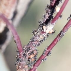 Iridomyrmex sp. (genus) (Ant) at Hawker, ACT - 19 Oct 2019 by AlisonMilton