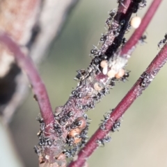 Iridomyrmex sp. (genus) (Ant) at The Pinnacle - 19 Oct 2019 by AlisonMilton