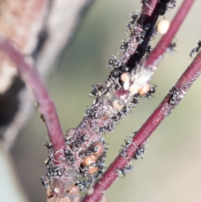 Iridomyrmex sp. (genus) (Ant) at The Pinnacle - 19 Oct 2019 by AlisonMilton