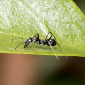 Iridomyrmex sp. (genus) at Higgins, ACT - 2 Nov 2019