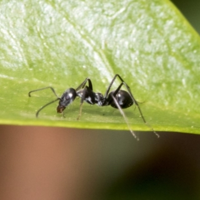 Iridomyrmex sp. (genus) (Ant) at Higgins, ACT - 1 Nov 2019 by AlisonMilton