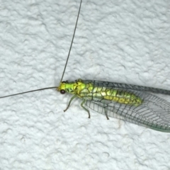 Italochrysa insignis (A Green Lacewing) at Ainslie, ACT - 6 Dec 2019 by jbromilow50