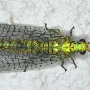 Italochrysa insignis at Ainslie, ACT - 6 Dec 2019 10:03 PM