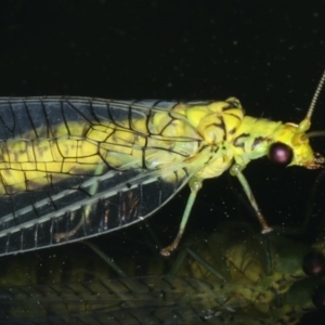 Italochrysa insignis at Ainslie, ACT - 6 Dec 2019