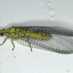 Italochrysa insignis at Ainslie, ACT - 6 Dec 2019