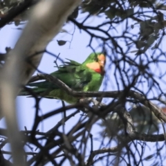 Polytelis swainsonii (Superb Parrot) at Mulligans Flat - 7 Sep 2019 by Alison Milton