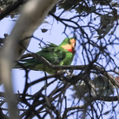 Polytelis swainsonii (Superb Parrot) at Mulligans Flat - 7 Sep 2019 by Alison Milton