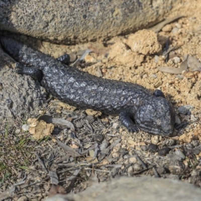 Tiliqua rugosa (Shingleback Lizard) at Mulligans Flat - 7 Sep 2019 by AlisonMilton