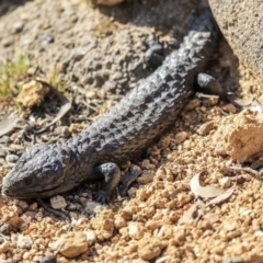 Tiliqua rugosa at Forde, ACT - 8 Sep 2019