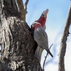 Eolophus roseicapilla (Galah) at Mulligans Flat - 8 Sep 2019 by AlisonMilton