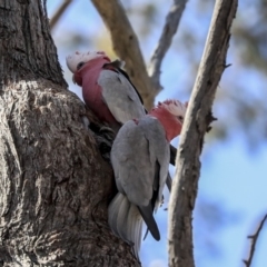 Eolophus roseicapilla at Forde, ACT - 8 Sep 2019