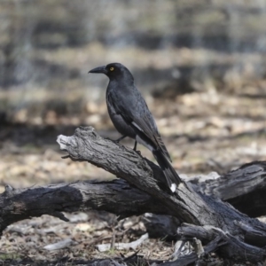 Strepera graculina at Amaroo, ACT - 8 Sep 2019